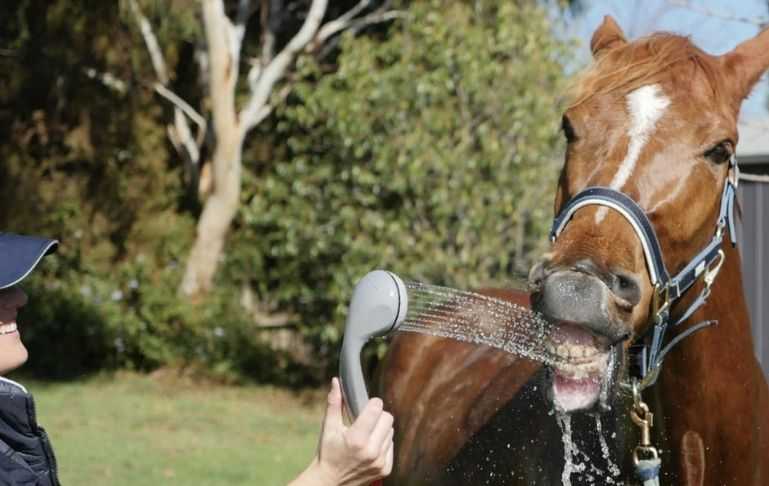 How to Shower Your Horse With Love - Gaslandchef